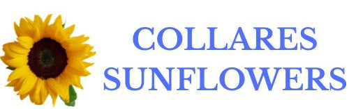 Collares Sunflowers